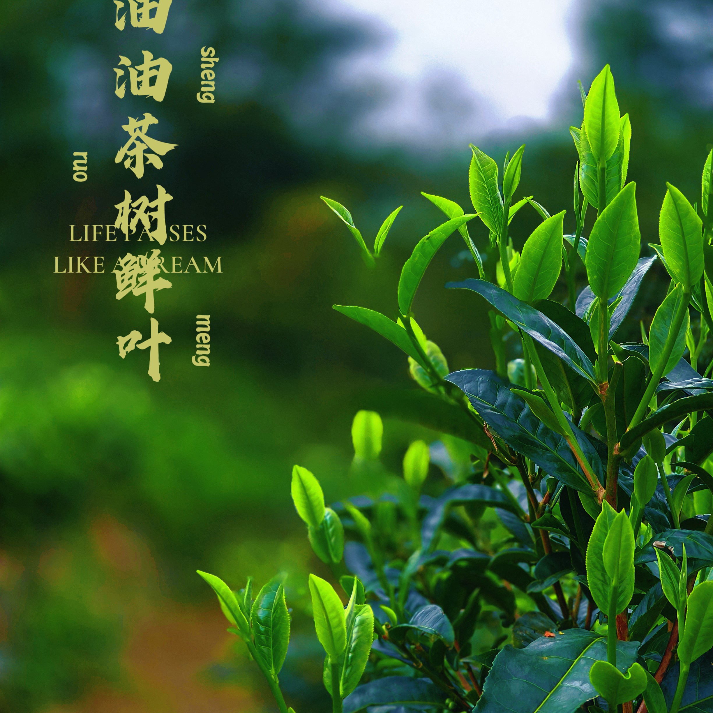 2024年景迈晒红茶，汤感细腻柔甜花果香蜜香，温性男女老少皆宜