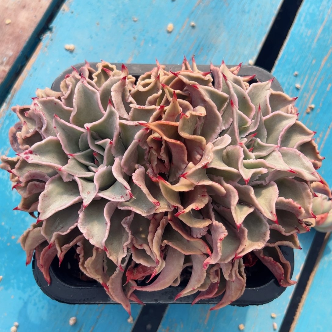 多肉植物一物一拍09