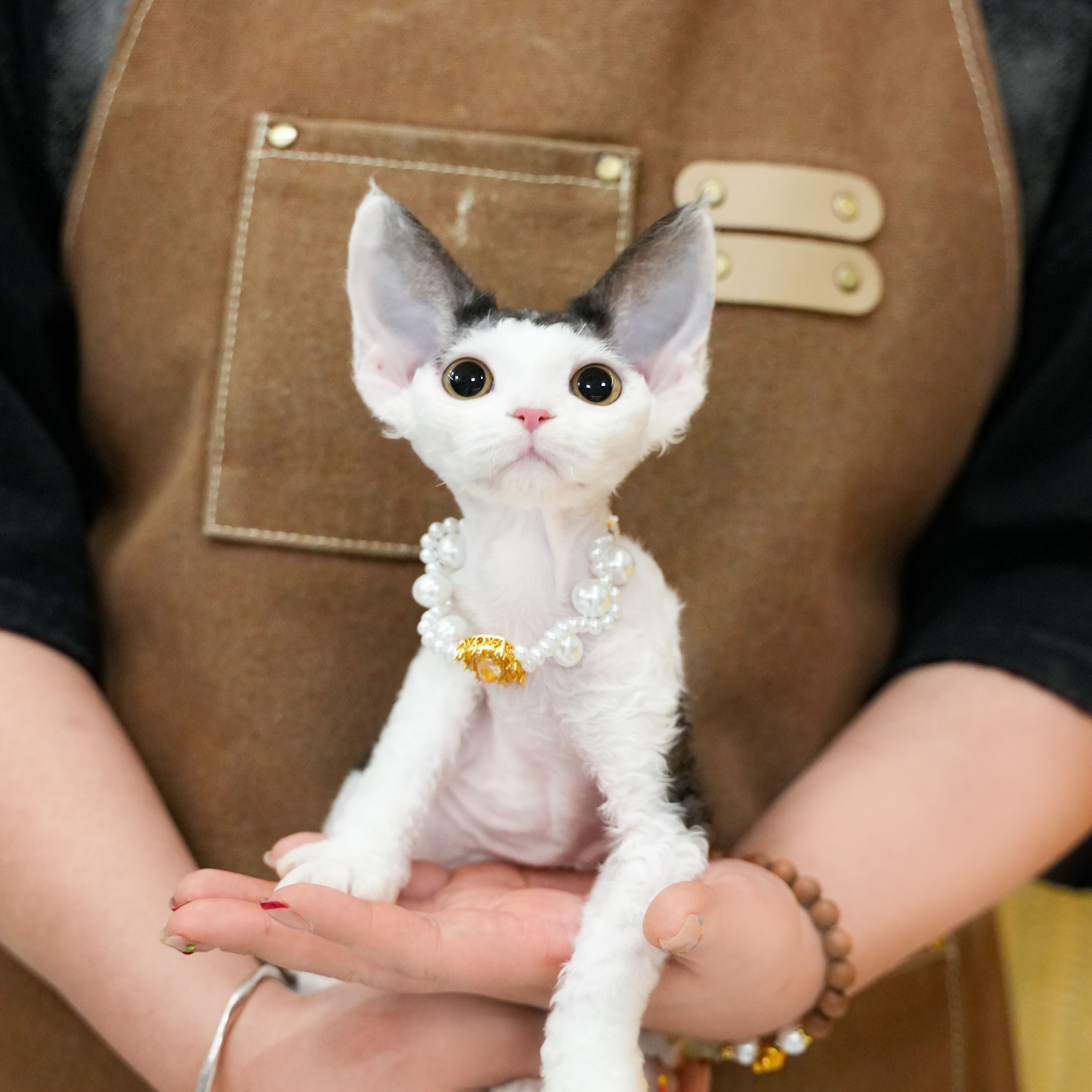 黑白色德文妹妹 齐刘海 全款5800宠物