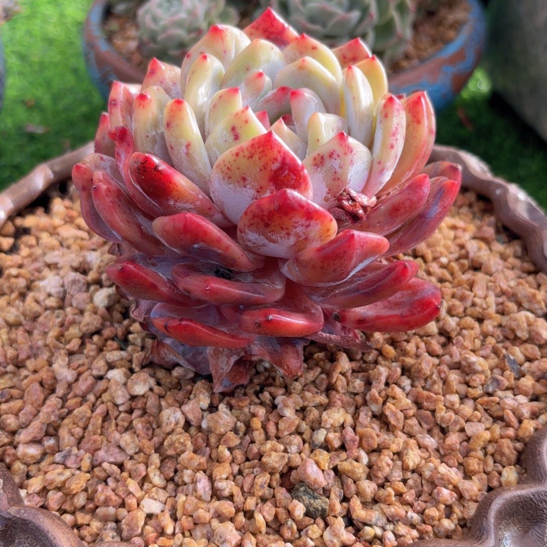 一物一拍，橙梦露血橙