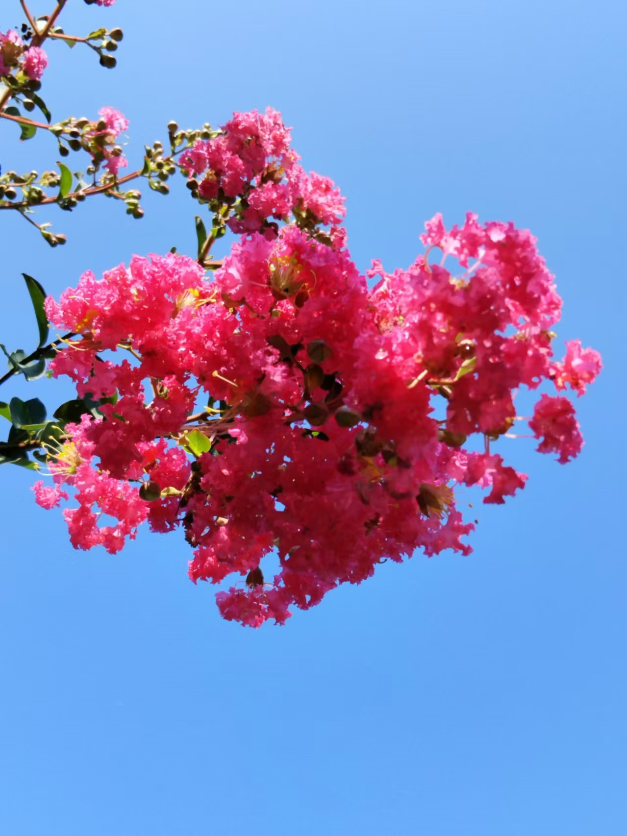 紫薇花盆栽阳台室内外四季好养耐寒耐高温精品花卉百日红盆景绿植