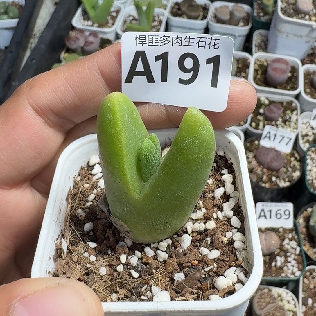 191多肉植物多肉植物