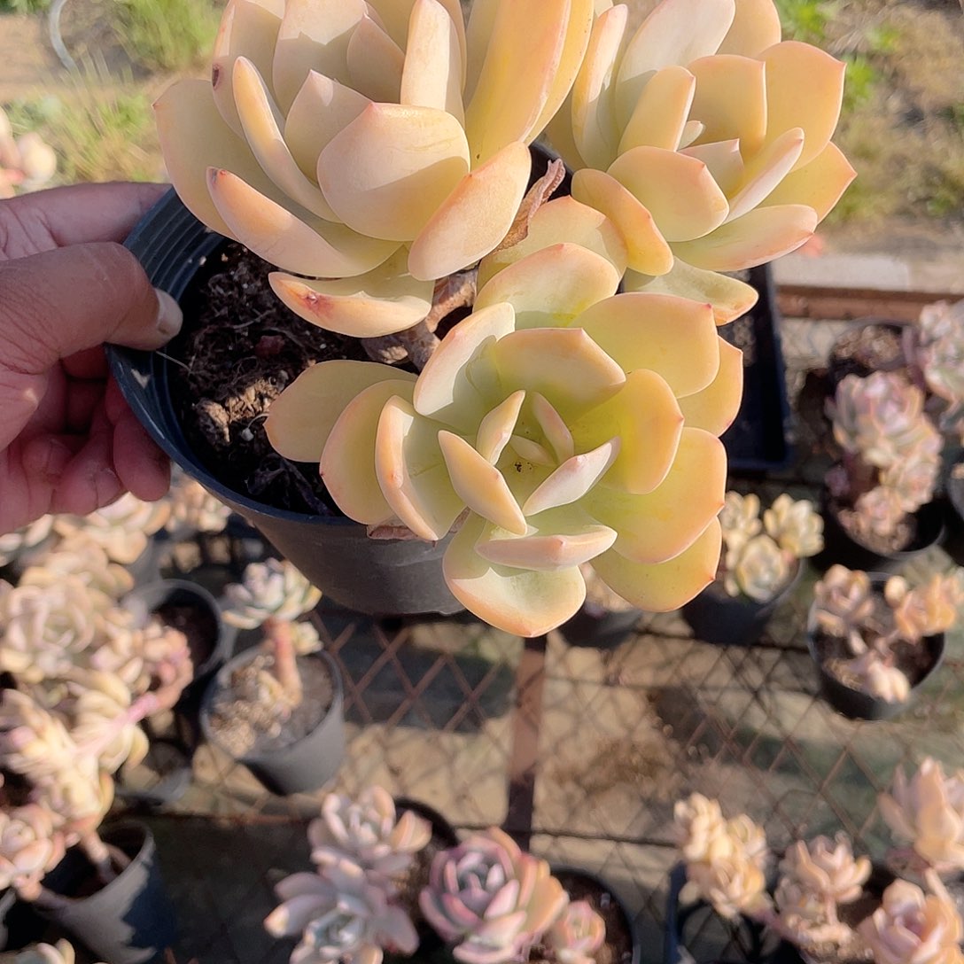 A*2426  白凤  六月六