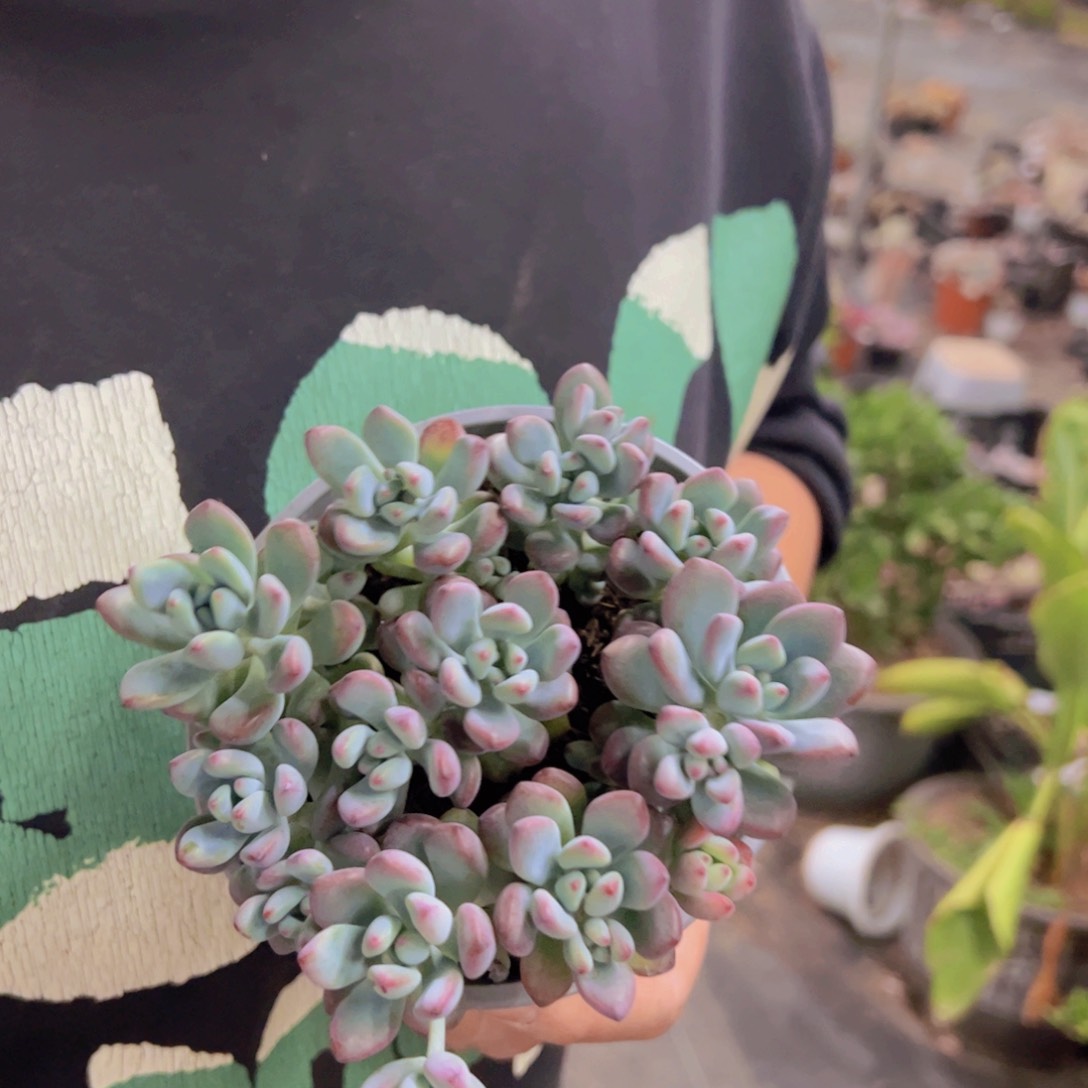 汤姆漫画整桩整群