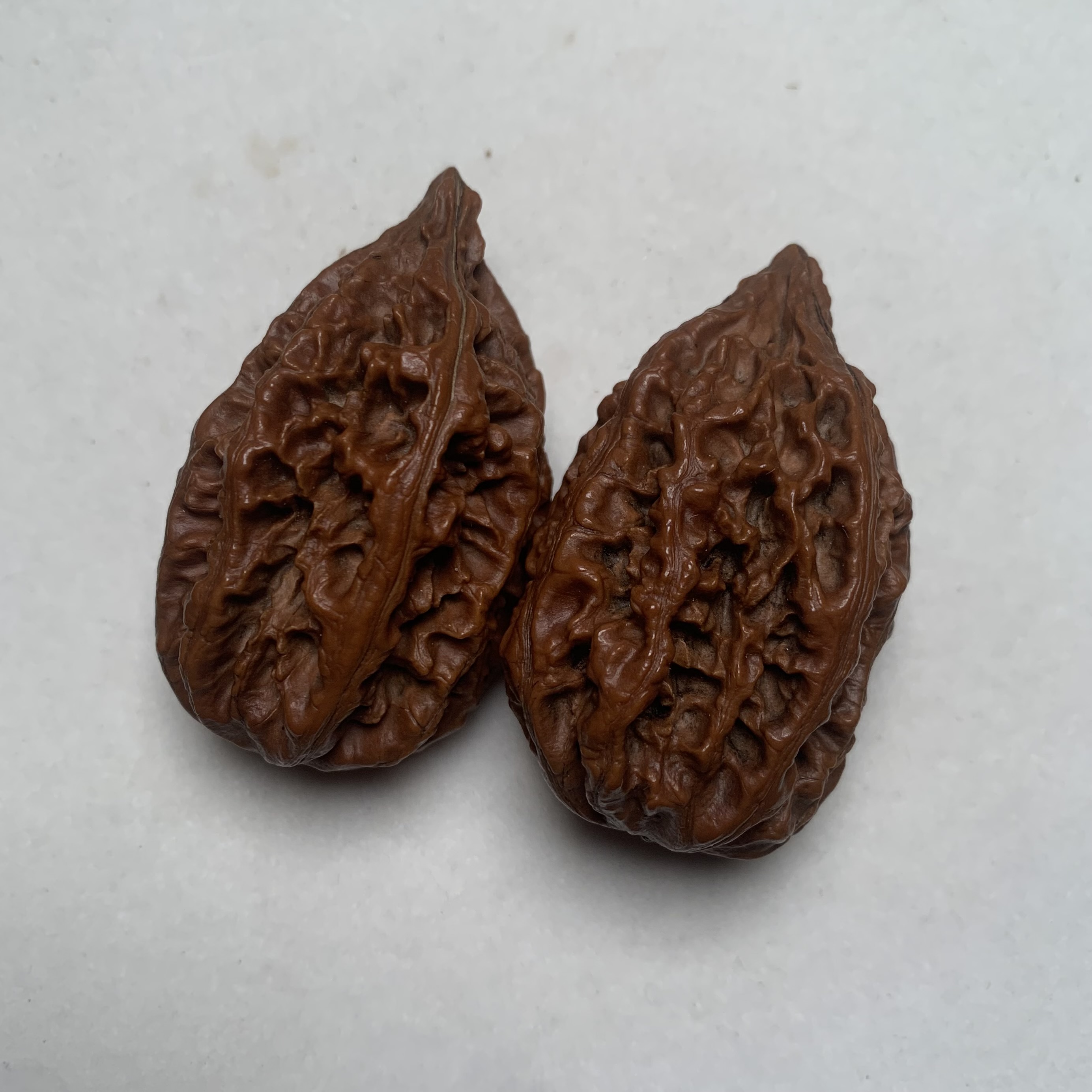 长白山楸子一对