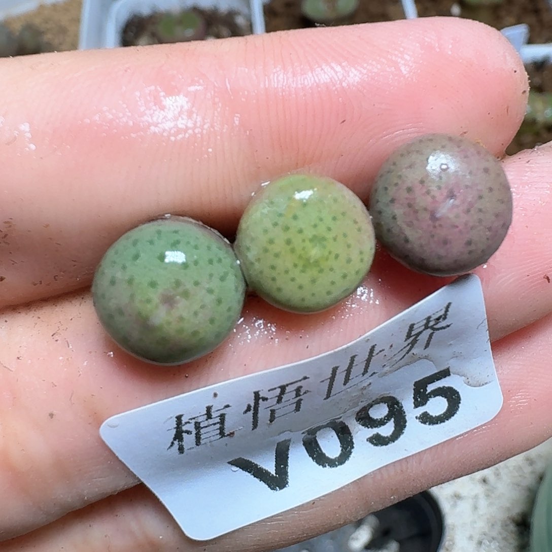 095h号多肉植物哇f g v