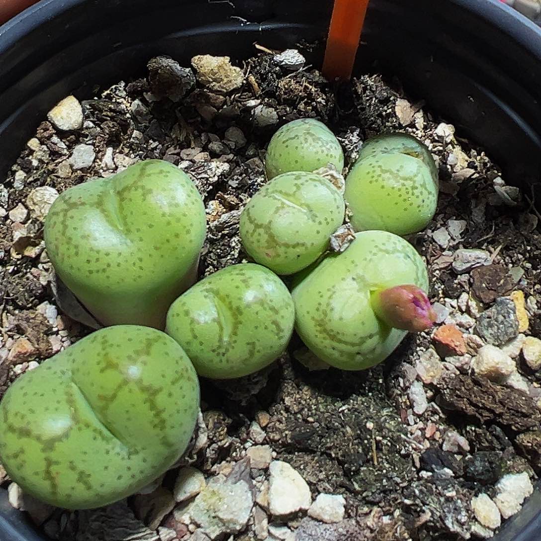 783 一物一拍，默认有伤，介意勿拍，不退不换