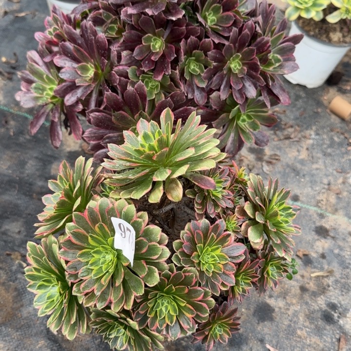 978赤霞飞➕朝霞包邮。      