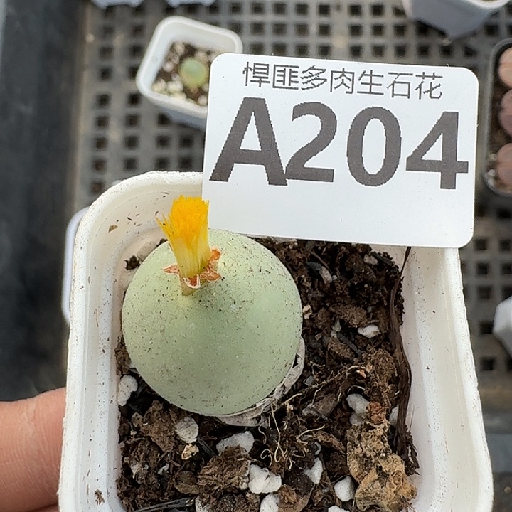 204多肉植物多肉植物