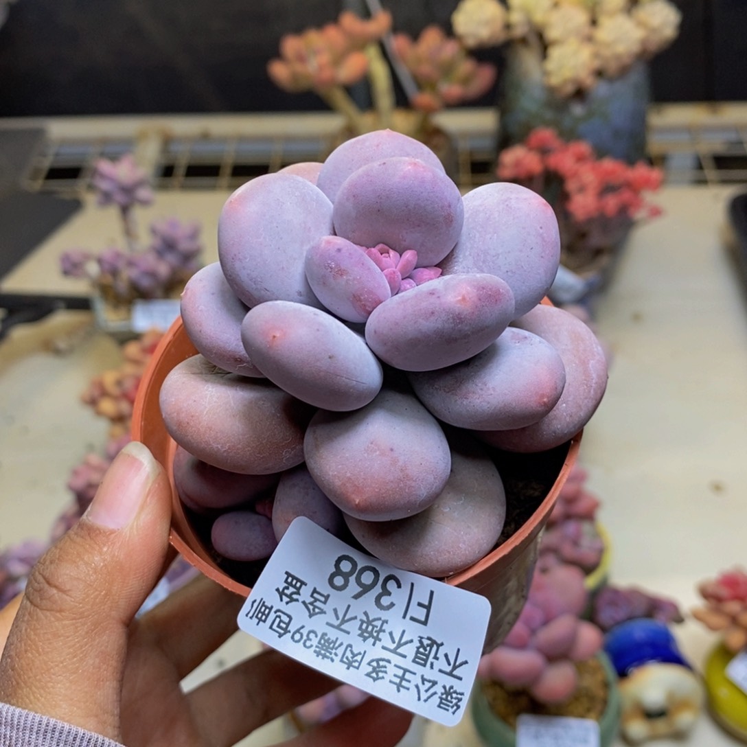 368大叶奶多肉7c m