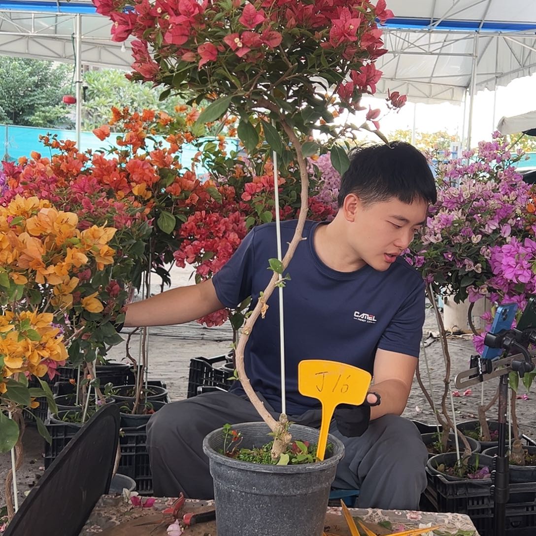 *****大部分花苞少量开放J16伊莎贝拉酒红