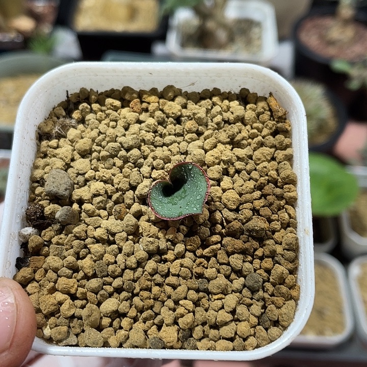 069红边爱心雾冰玉