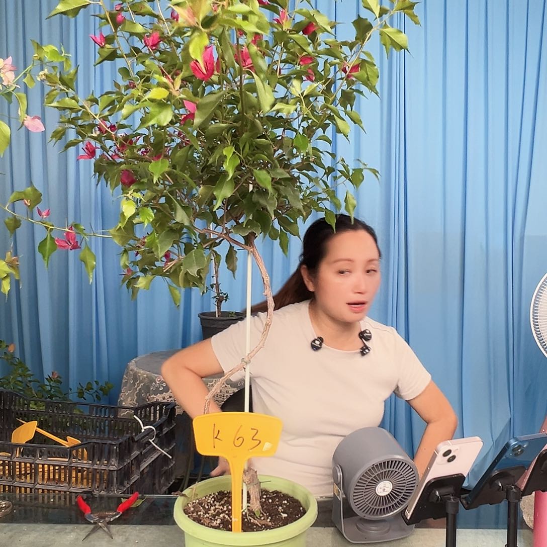 当前无花栽培后可以开花K63酒红桑巴