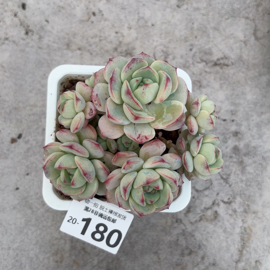 香草老桩多肉多肉多肉