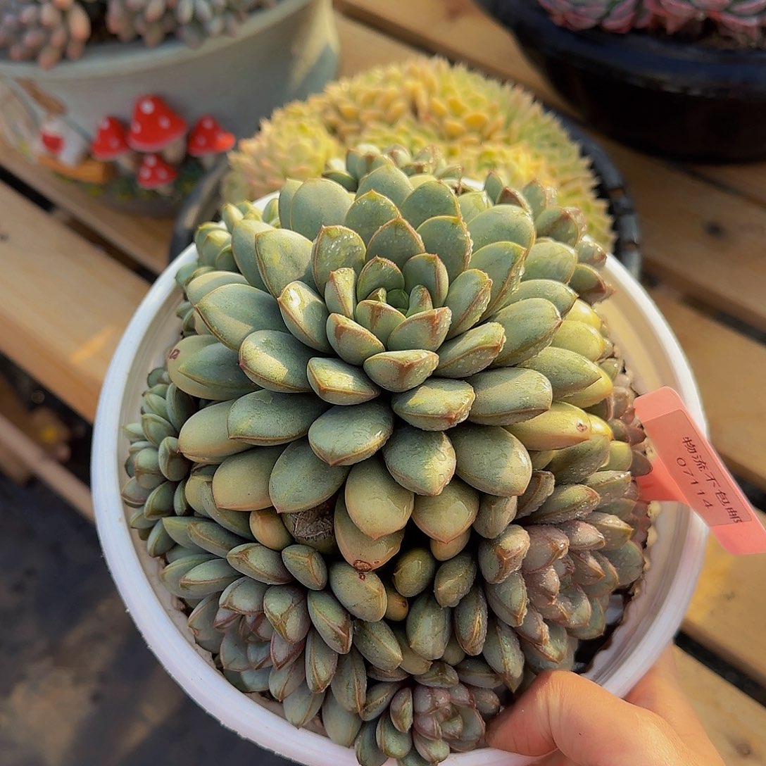 紫**花07114太BS补补爸爸吧