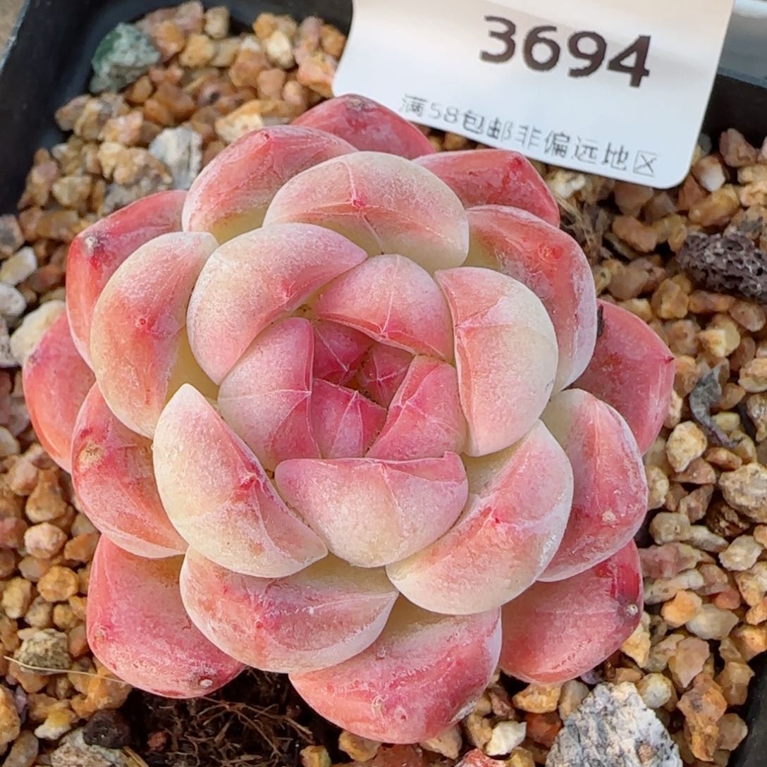 开播福利，3694多肉植物
