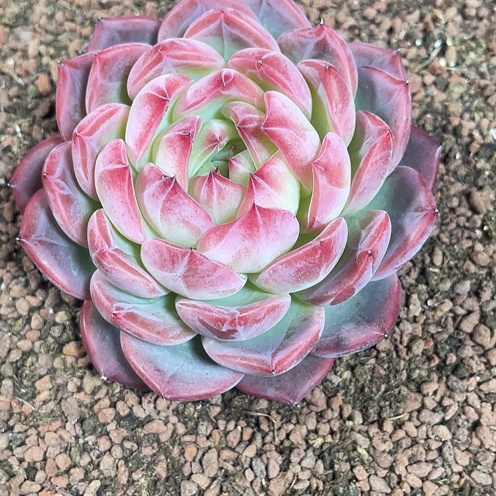 红岚多肉植物多肉植物