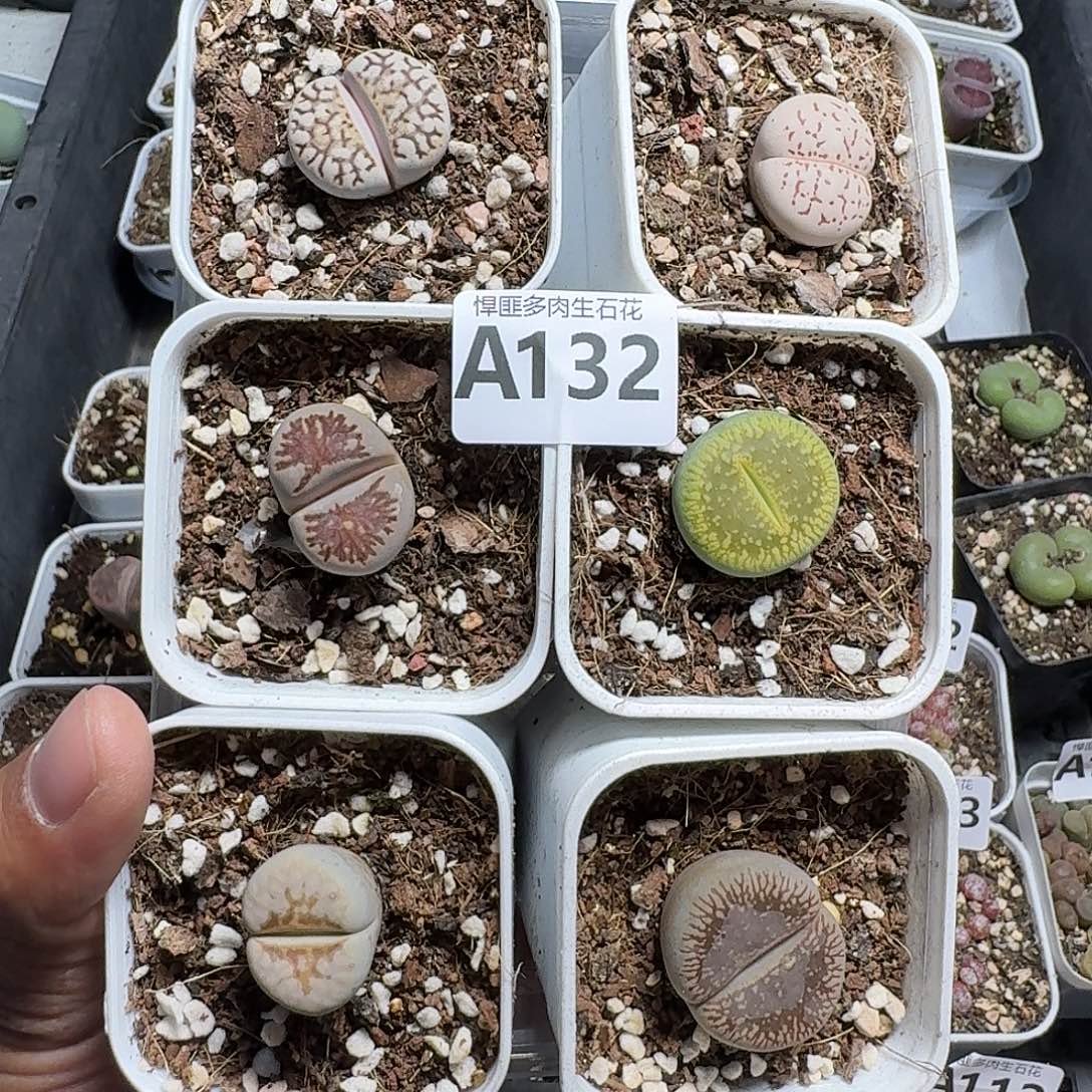132多肉植物多肉植物