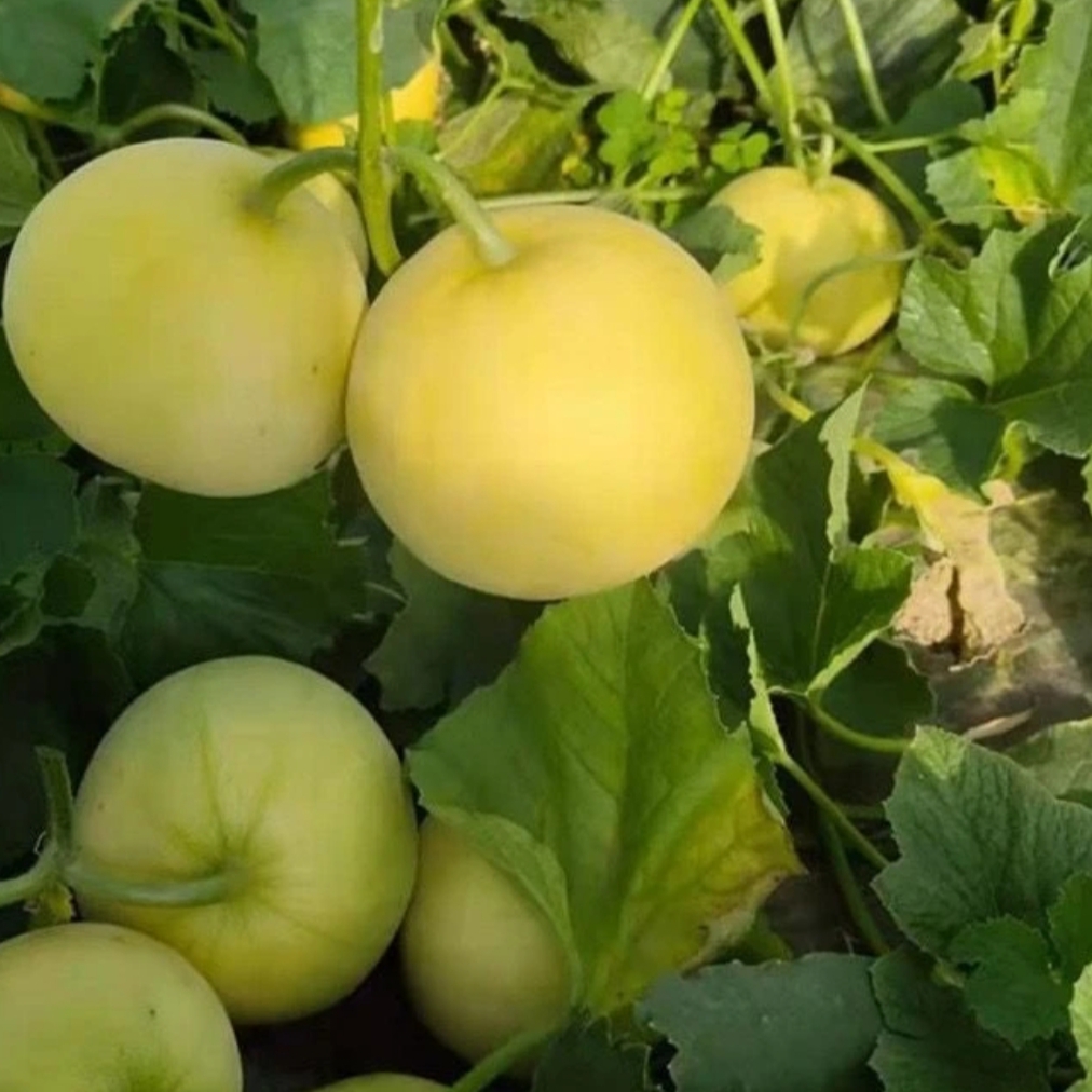 【家家心选】本地香瓜新鲜脆甜多汁家乡味道3斤/5斤