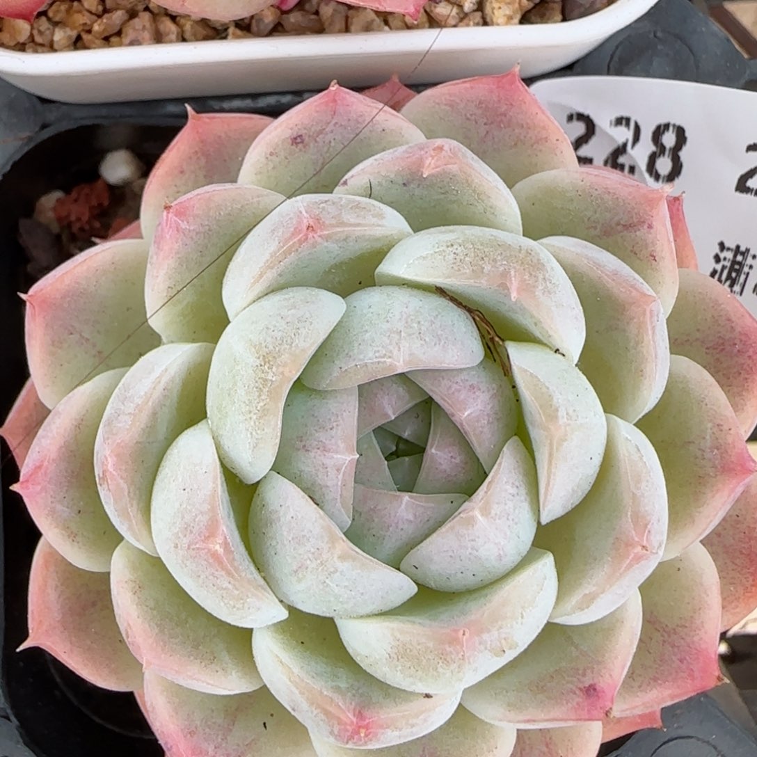 花语逸镜0214-228