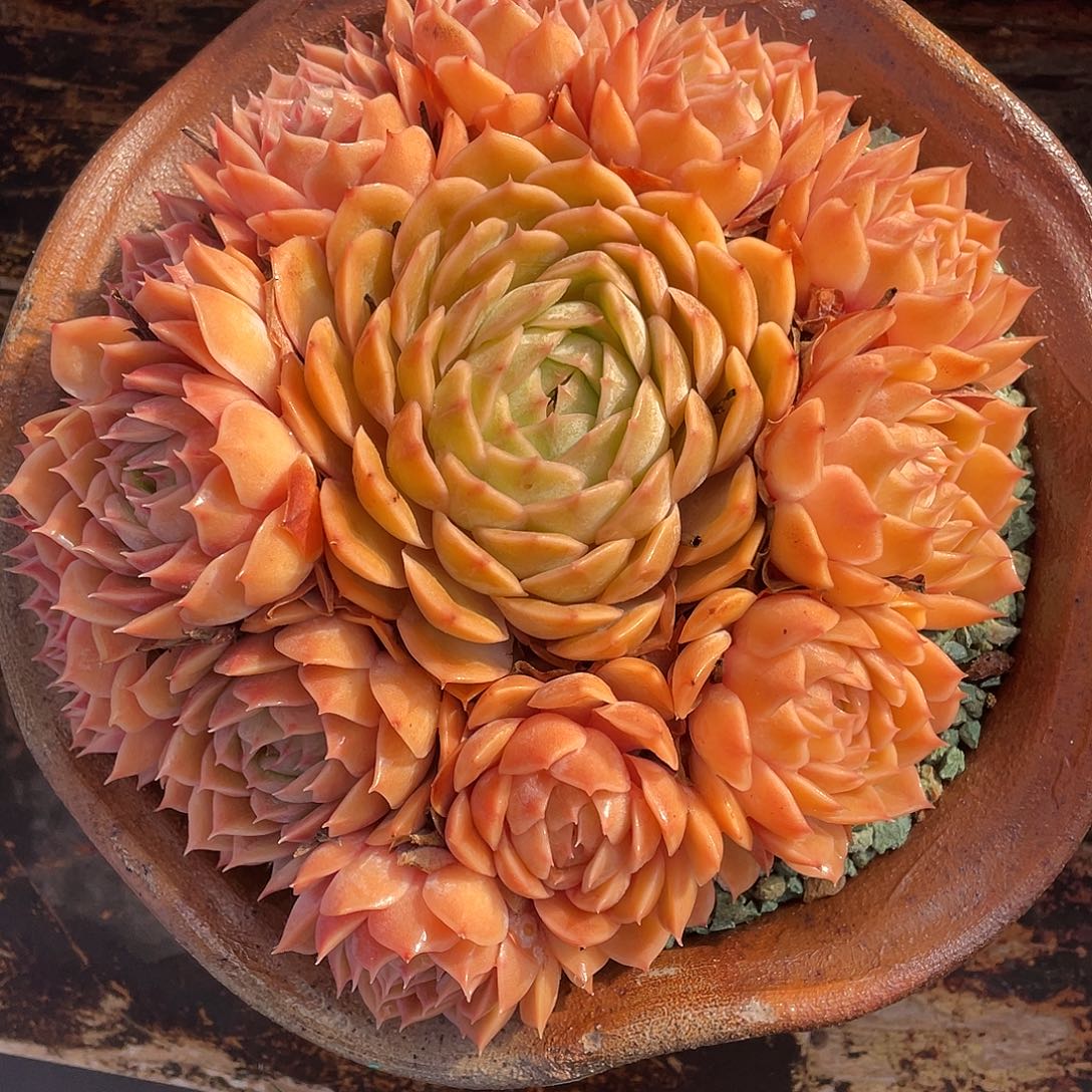 多肉植物一物一拍