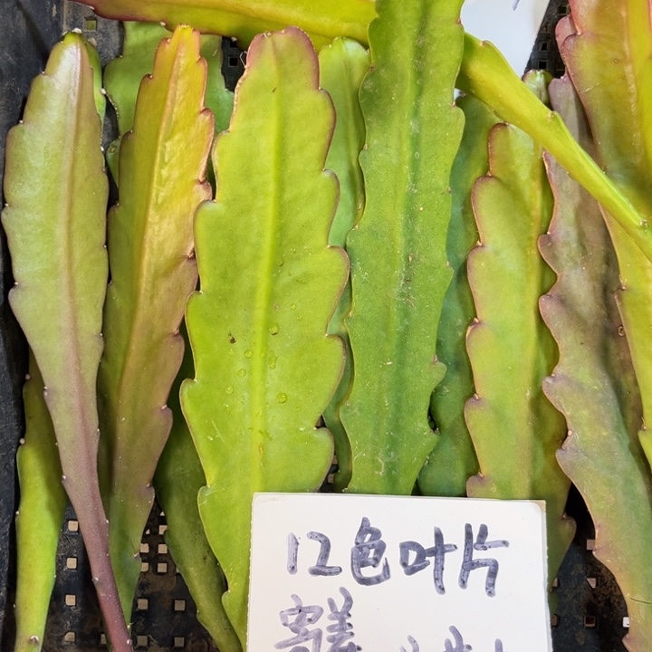 当前无花栽培后可以开花12色叶片