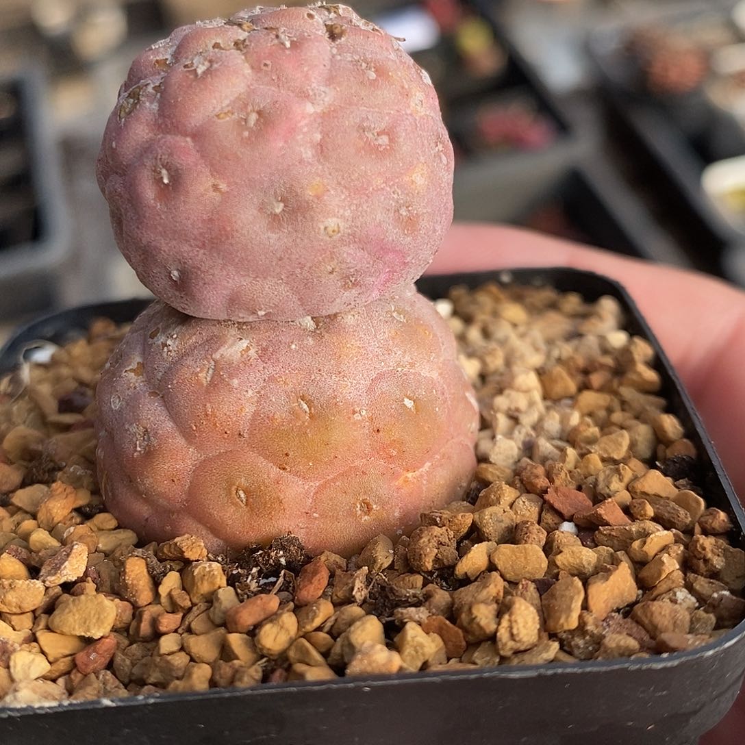 2871双头习志野一颗。   