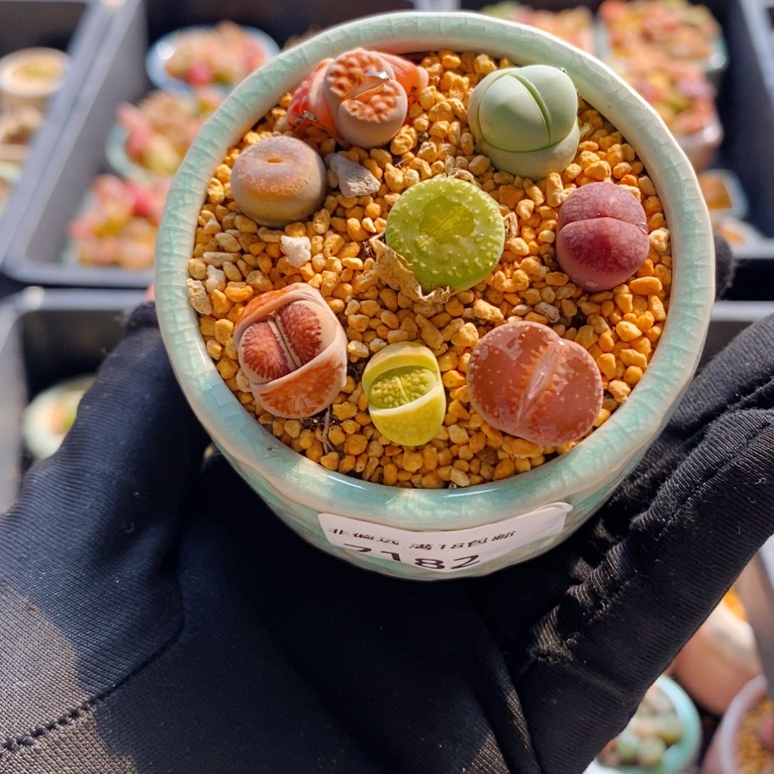 7182--一物一拍 带盆