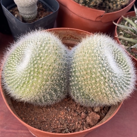 实生大白雪光13仙人球