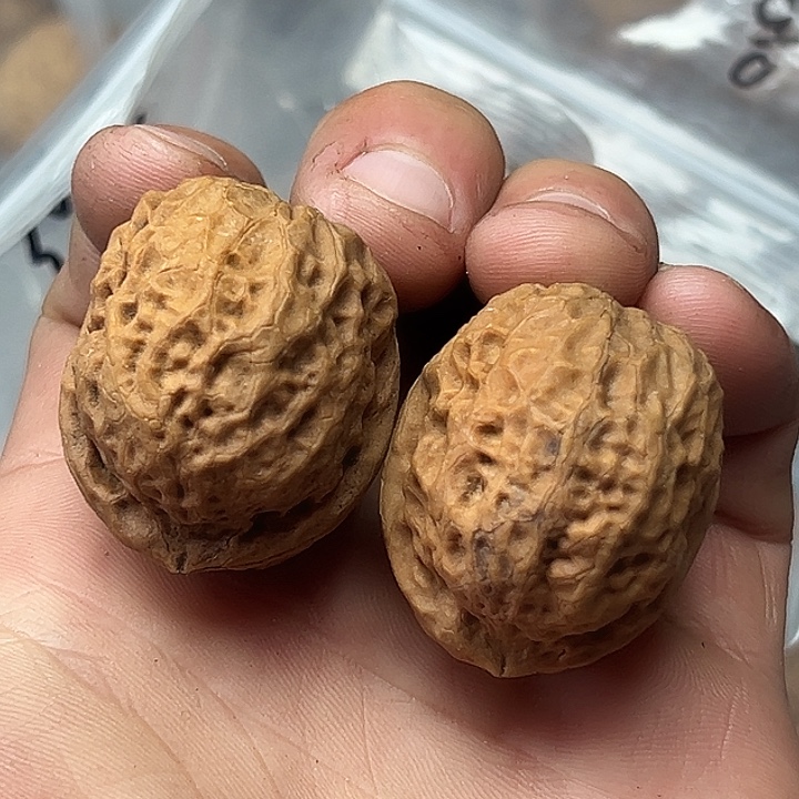 核桃23号小粗筋绣球纹元宝39尺