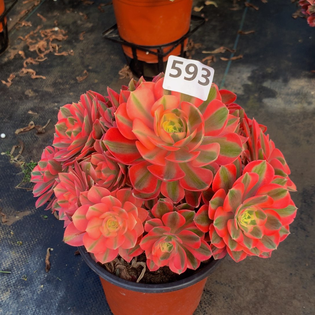 【闪购商品】593粉女巫