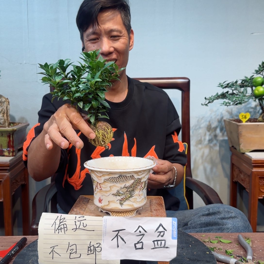 当前无花朵，栽培后可花朵知**感