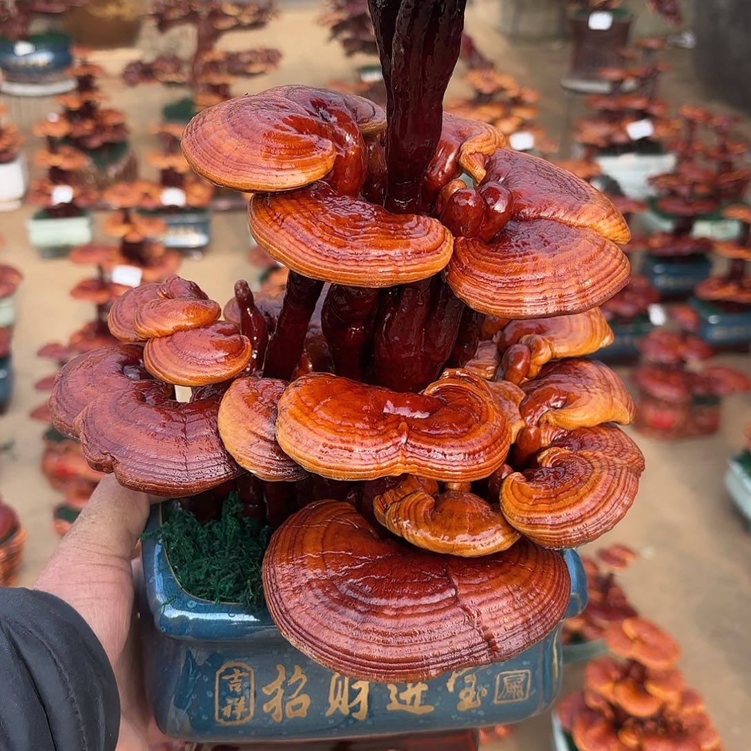 无花朵灵芝是我国著名植物