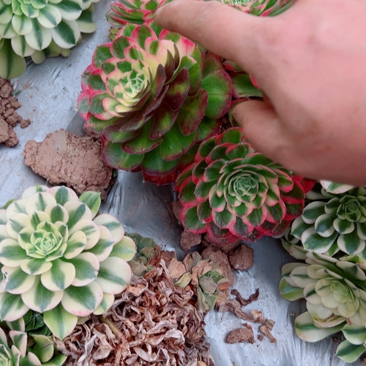 海王花脸2号多肉法师