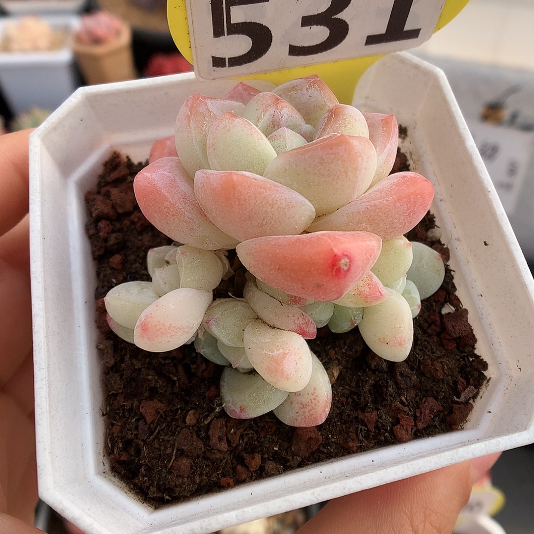 531五头冰玉多肉植物