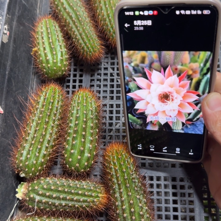 230金妞蝴蝶歪6公分左右无根侧牙，20包邮