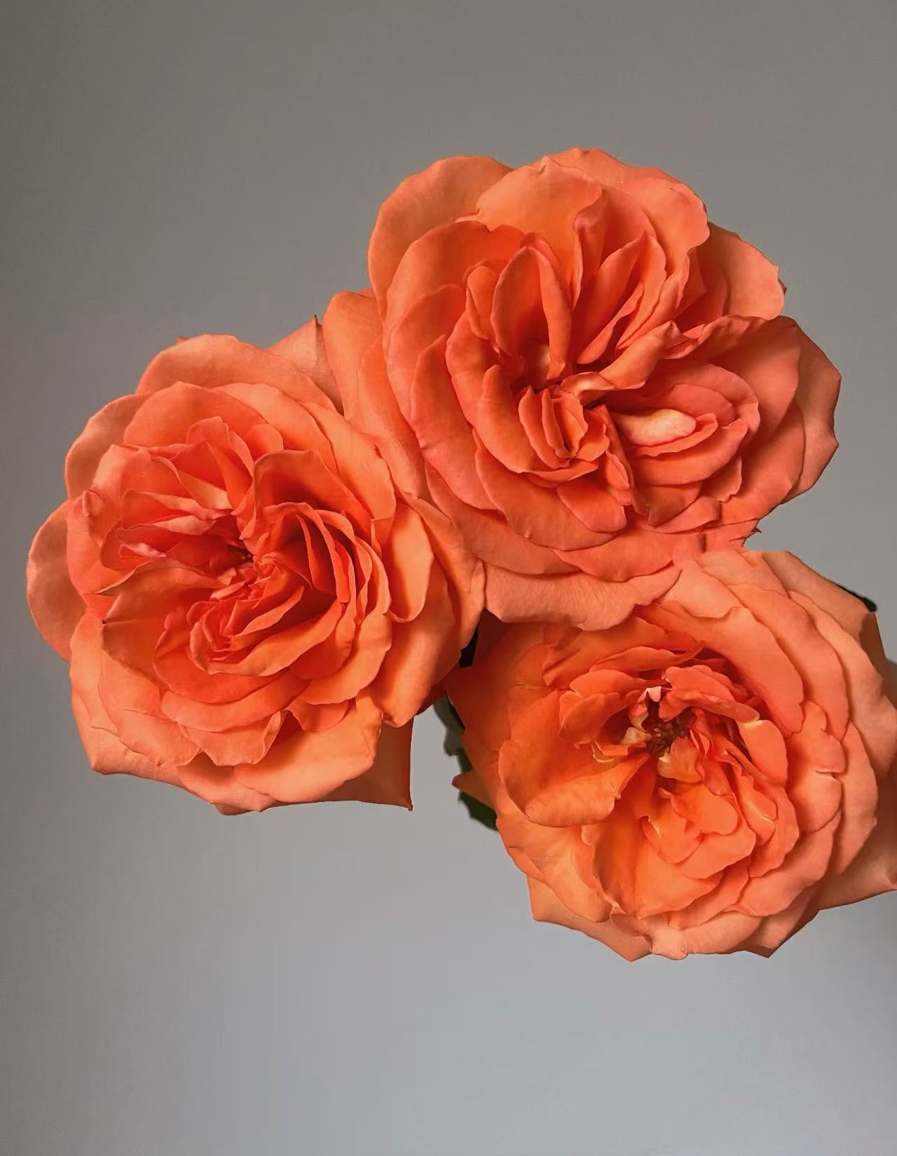 【陌上花开】黄金理想国-单头玫瑰（注意：无土栽培花苞小哦~）