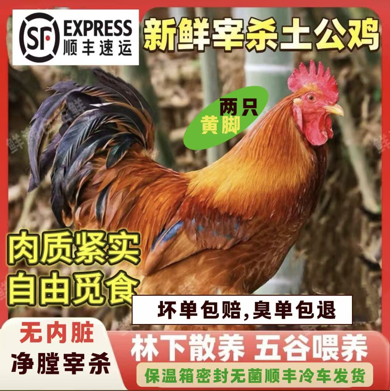 顺丰冷链，八个月草原红大冠公鸡芒果大红公鸡，散养