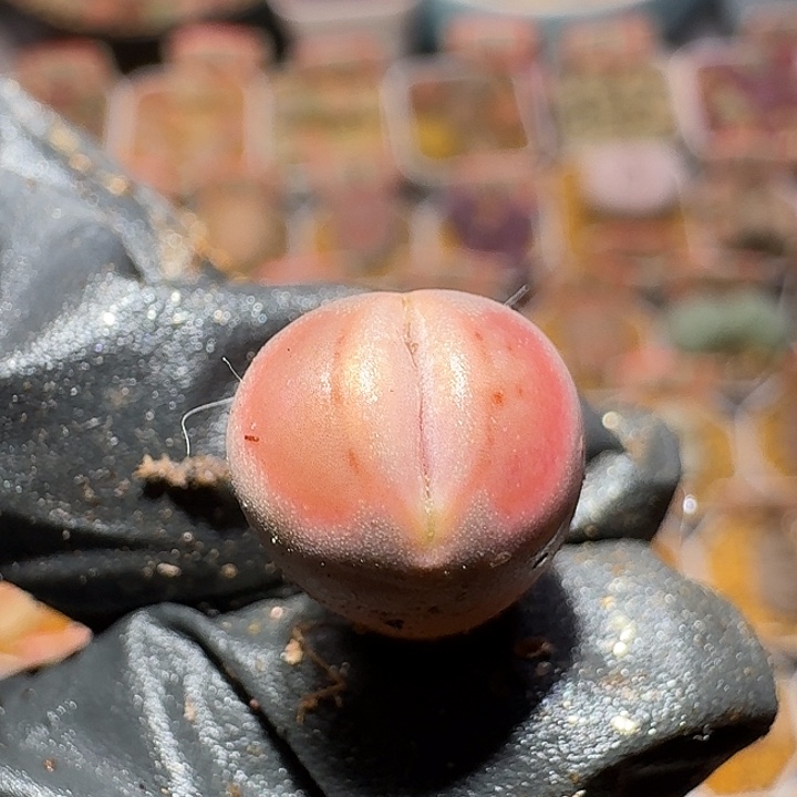 生石花22://。  363号