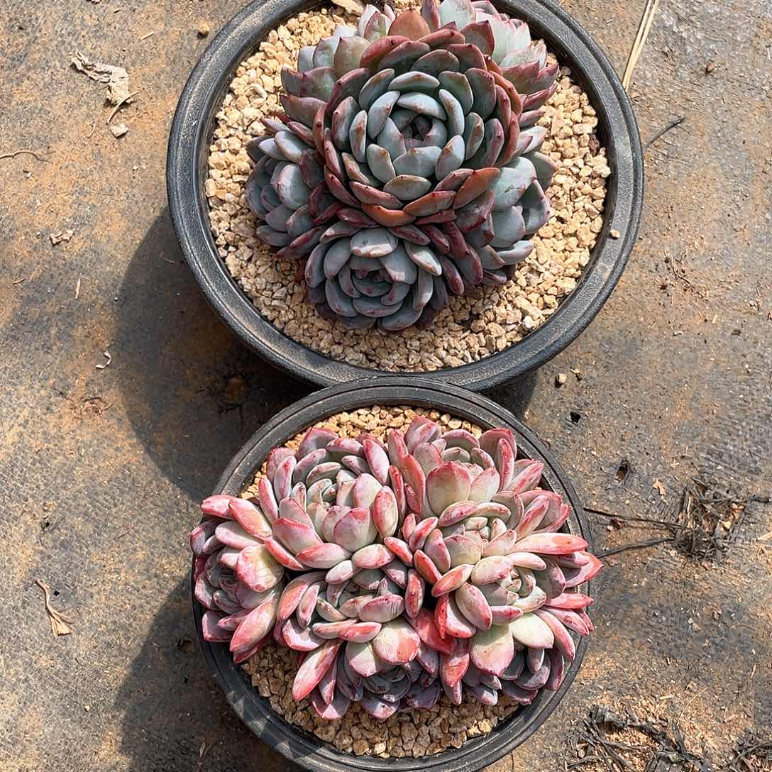 无砍全明星多肉植物多肉植物