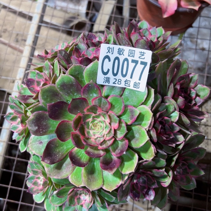 0077多肉植物法师莲花座法师