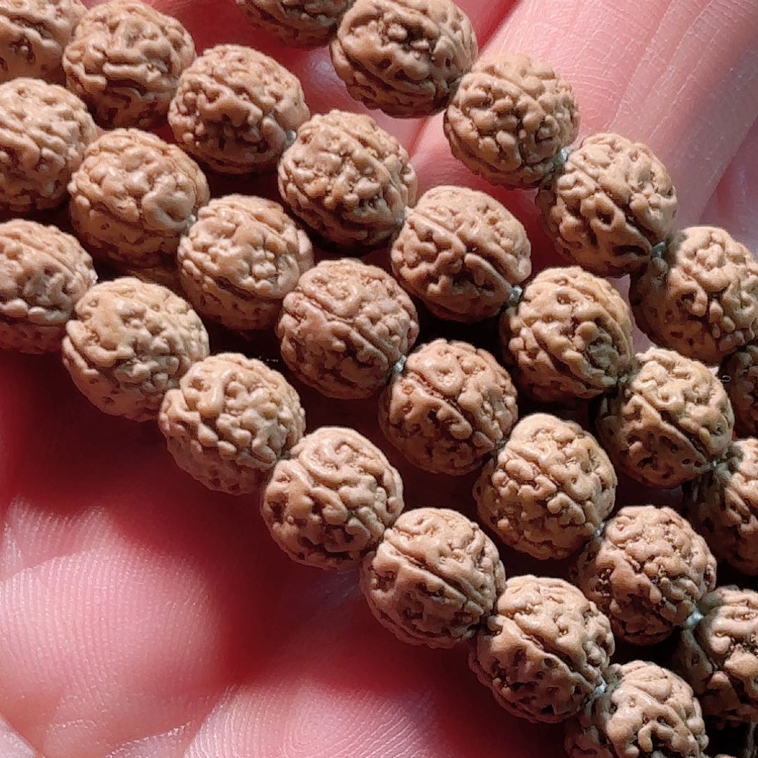 瞅***的印度尼西亚小金刚葛地利纯血一代龙7加