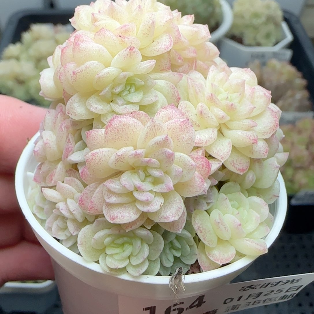 0125-164麦秆麦秆