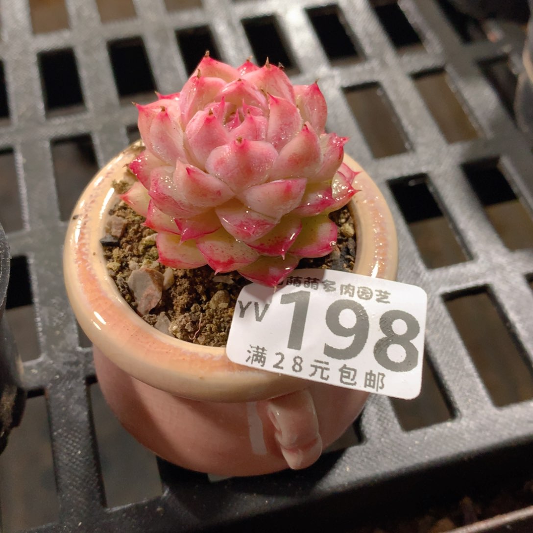 肉萌萌拇指盆精控多肉YV198