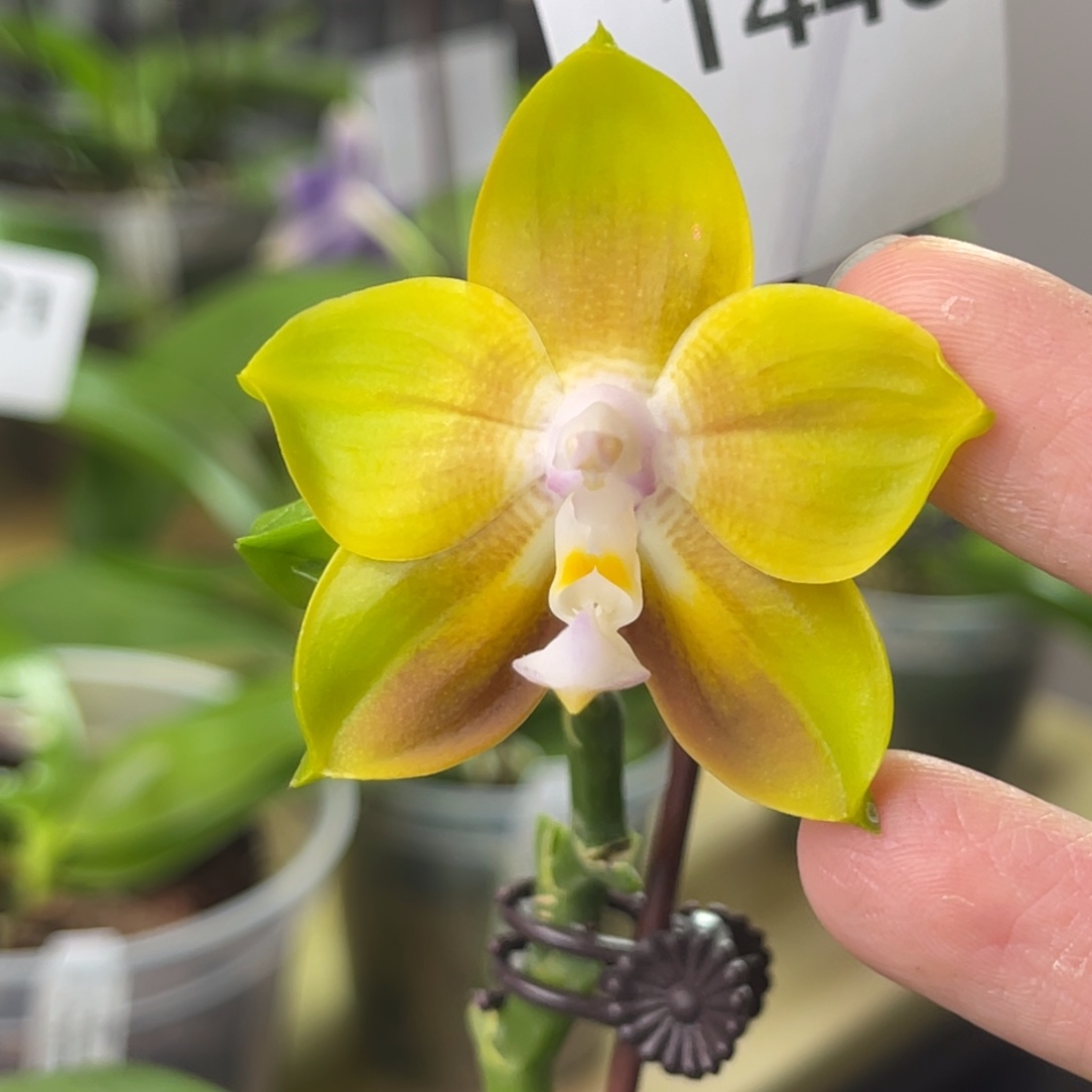 完全开放弥陀210-金蟾-1448