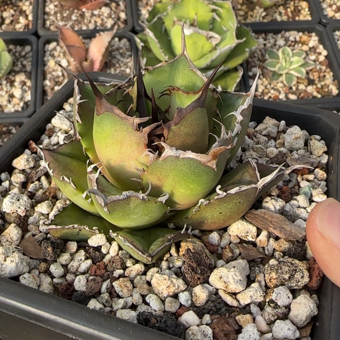 金刚狼仁王冠龙舌兰