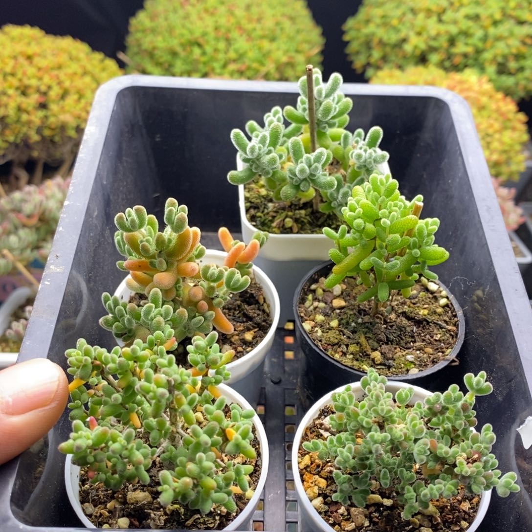 新手福利套餐035。           