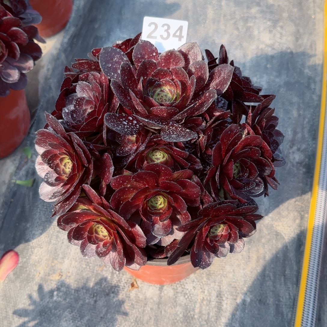 浅**然234多肉植物黑