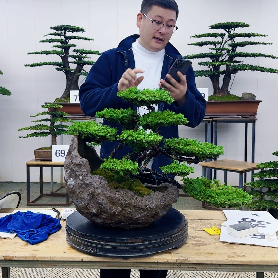 盆景柏树造型盆景