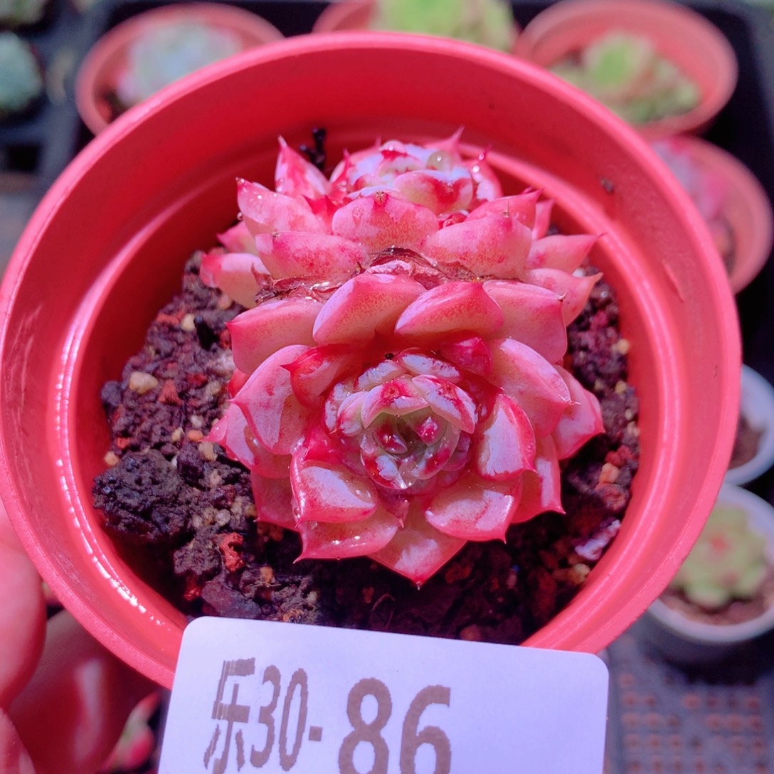 乐然30-86 天鹅绒 